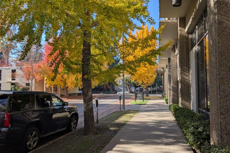 A sunlit urban sidewalk lined with vibrant autumn trees and parked cars